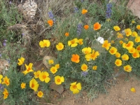 Desert Poppies